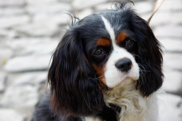 Problemas de salud comunes del Cavalier King Charles Spaniel - Problemas cardíacos