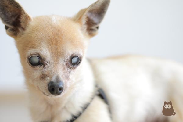 Problemas de salud comunes en perros mayores: cataratas 