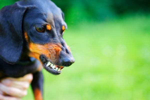 Problemas de salud más comunes de los perros salchicha o salchichas: hipotiroidismo