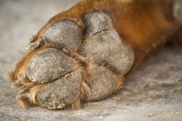 Problemas en las patas del perro - Causas, síntomas y tratamiento - Hiperqueratosis plantar