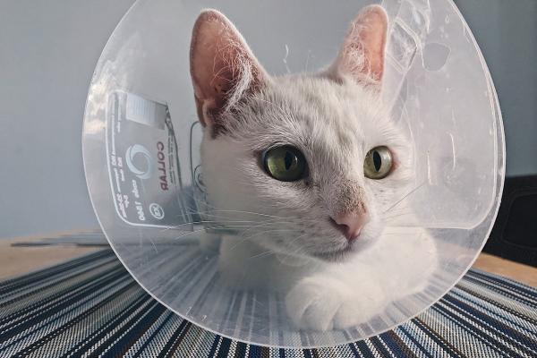 Proceso de curación de la incisión de esterilización de gatos: causas de la infección de la incisión de esterilización de gatos
