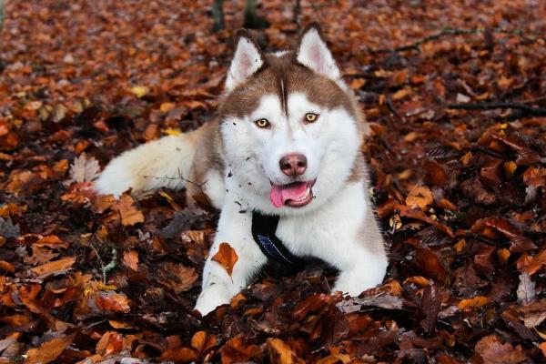 Pros y contras de los huskies siberianos - 1. Husky siberiano: salud