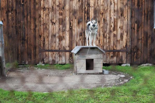 Qué NO hacerle a tu perro - 1. Cuidados del perro - Bienestar animal