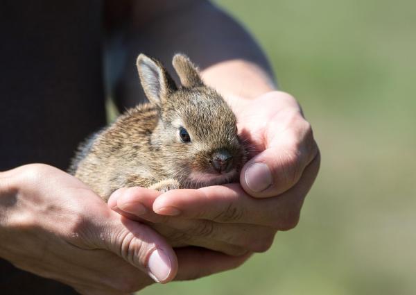 Qué alimentar a un conejo bebé - Cómo preparar leche para conejos bebés