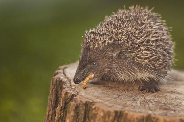 Qué alimentar a un erizo como mascota: ¿Qué comen los erizos salvajes?
