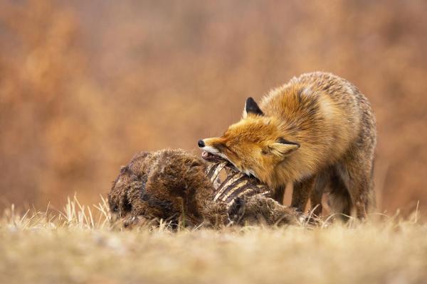 Qué comen los zorros - Dieta de los zorros por especie - ¿Qué comen los zorros?
