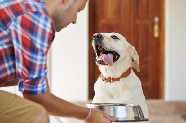 Lo que debe comer mi perro después de dar a luz - Alimentación de una perra lactante