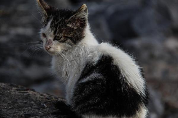 Qué hacer si encuentra un gato abandonado: ¿Está realmente abandonado el gato?