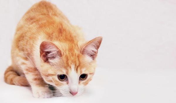 Qué hacer si mi gato está estresado - Estrés en gatos