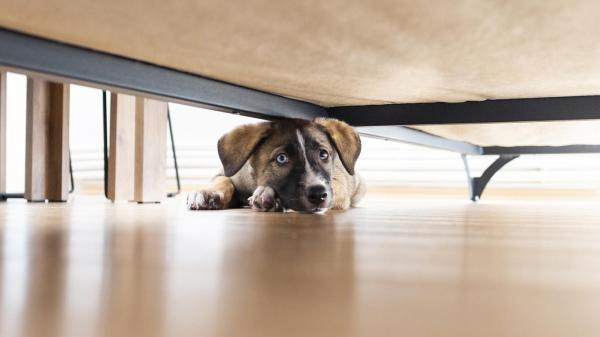 Qué hacer si tu perro te odia - 2. Tu perro se esconde de ti o te trata diferente debido a experiencias traumáticas