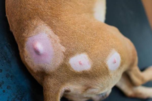 Quiste sebáceo en un perro - Causas y tratamiento - Síntomas de un quiste sebáceo en perros