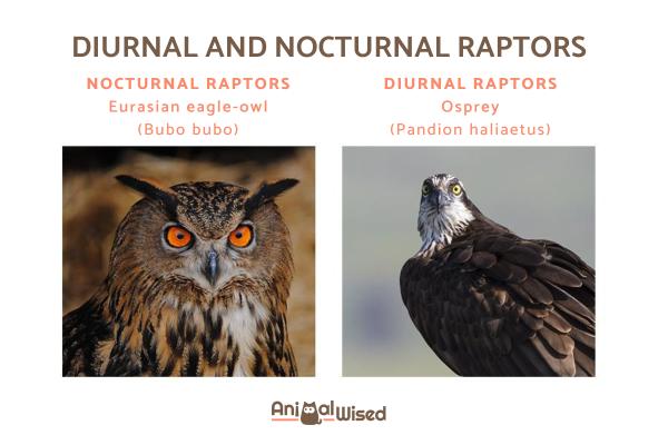 Rapaces diurnas - Ejemplos y características - Diferencias entre rapaces diurnas y nocturnas