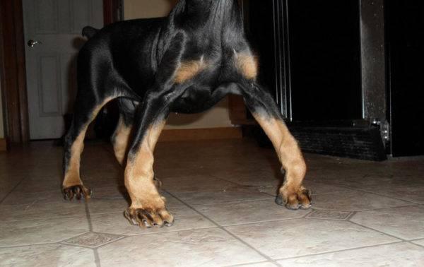 Raquitismo en Perros - Causas, Síntomas y Tratamiento - Síntomas del raquitismo en perros
