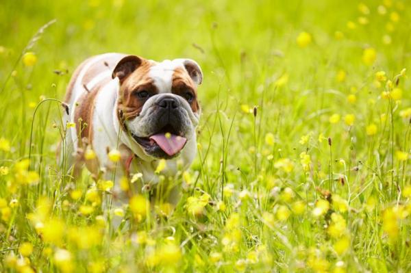 Razas de Bulldog: Bulldogs ingleses, franceses y americanos - Bulldog Inglés