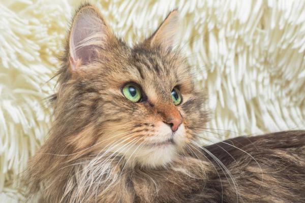 Razas de gatos a las que les gusta el agua - Razas de gatos domésticos a las que les gusta el agua: Gato de los Bosques de Noruega 
