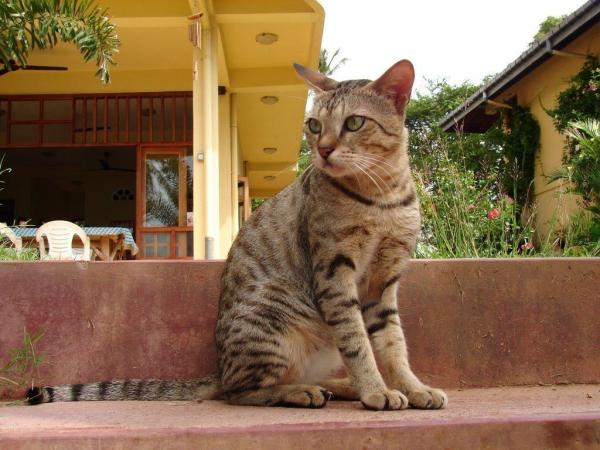 Razas de gatos asiáticos - 1. Gato de Ceilán
