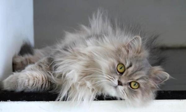 Razas de gatos más populares: ¡con imágenes!  - Raza de gato popular: gato persa