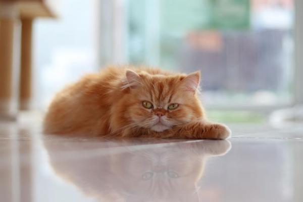 Razas de gatos naranjas: pelo largo y pelo corto - 1. Persa
