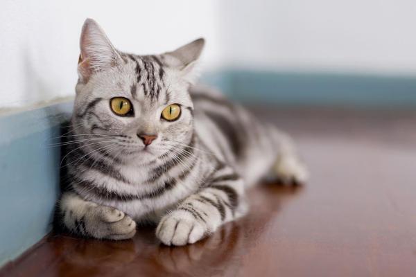 Razas de gatos tranquilos - Los gatos más tranquilos - 1. American Shorthair