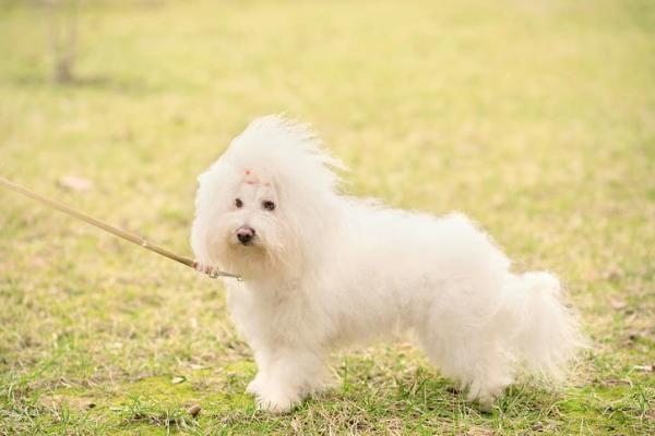 Razas de perros blancos pequeños - 1. Boloñesa