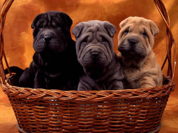 Razas de perros más arrugadas: Shar Pei