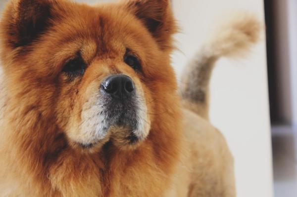 Razas de perros más independientes: 1. Chow chow