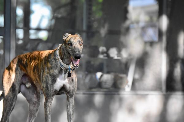 Razas de perros más perezosas - Razas de perros con poca energía - 1. Galgo