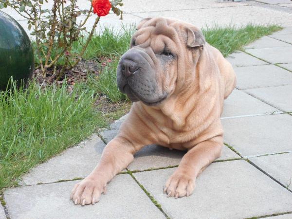 Razas de perros que huelen más: 1. Shar Pei