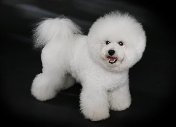 Razas de perros que parecen osos - 1. Bichón Frisé