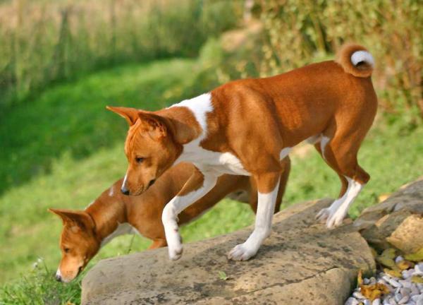 Razas de perros que se originaron en África - 1.Basenji