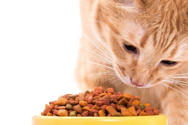 Recetas caseras de comida para gatos con enfermedad renal - Alimentar a un gato con enfermedad renal