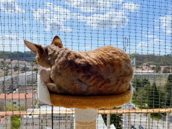 Redes para gatos para balcones y ventanas: ¿son necesarias redes para gatos para ventanas y balcones?