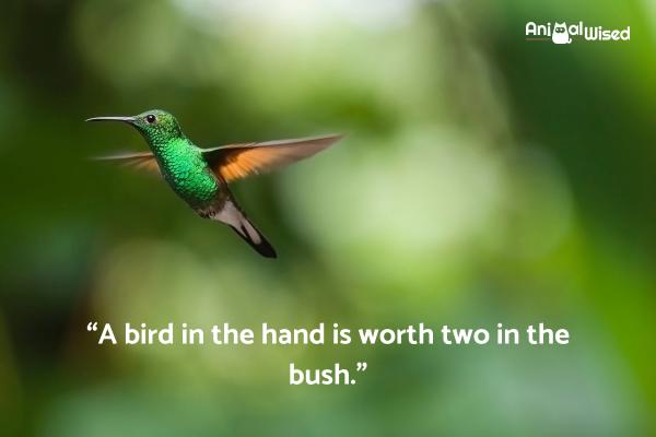 Refranes y Frases de Aves - Frases de aves famosas