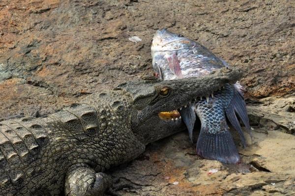 Reptiles carnívoros - Serpientes, lagartos y más - ¿Qué comen los reptiles carnívoros?