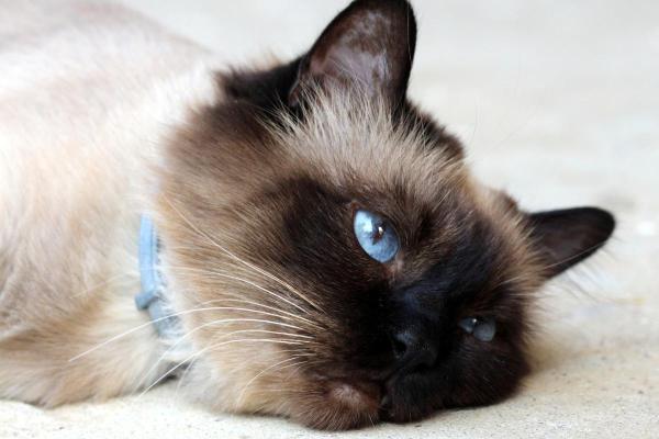 Respiración intensa en gatos - Causas y soluciones -