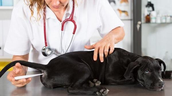 Rickettsia en perros - Síntomas y tratamiento - Fiebre maculosa de las Montañas Rocosas en perros