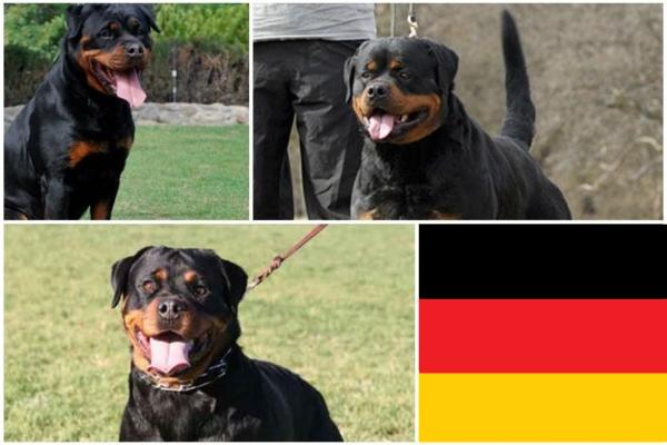 Rottweiler americano vs. Rottweiler alemán - Características del Rottweiler alemán