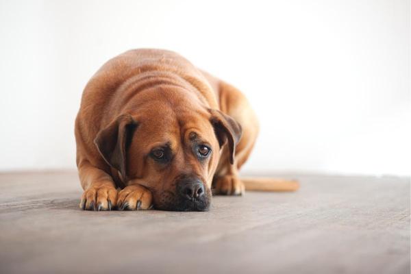 Señales de que un perro está triste y deprimido: acostado durante horas