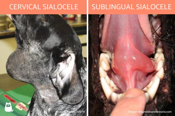 Sialocele en perros - Causas, síntomas y tratamiento - ¿Qué es un sialocele en perros?