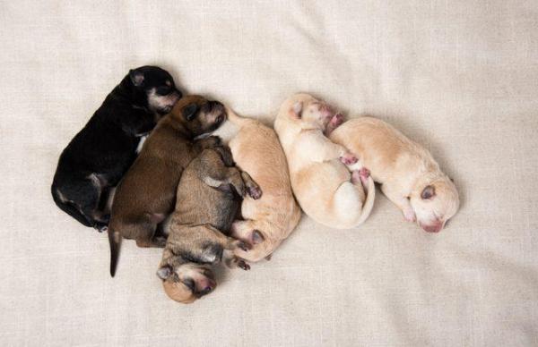 Signos del síndrome del cachorro que se desvanece en perros: posibles causas del síndrome del cachorro que se desvanece