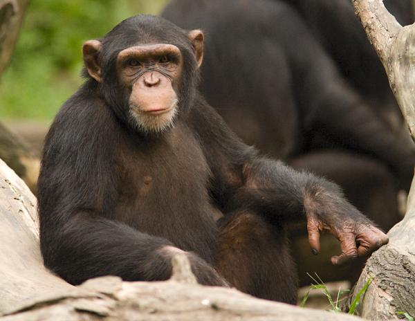 Similitudes entre humanos y chimpancés - Comportamiento y biología - Chimpancés y humanos
