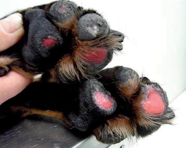 Síndrome Hepatocutáneo en Perros o HCS - Síntomas del síndrome hepatocutáneo canino