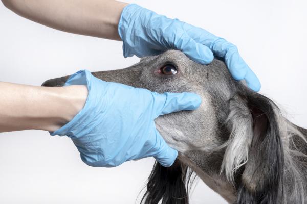 Síndrome Uveodermatológico en Perros - Causas y Tratamiento - Causas del síndrome uveodermatológico en perros