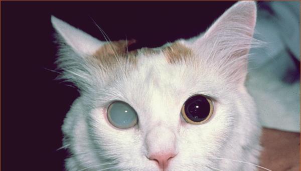 Síntomas de cataratas en gatos - Síntomas de cataratas en gatos