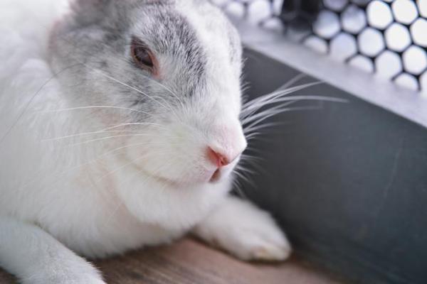 Síntomas de que un conejo está muriendo: 1. Dejan de comer y beber