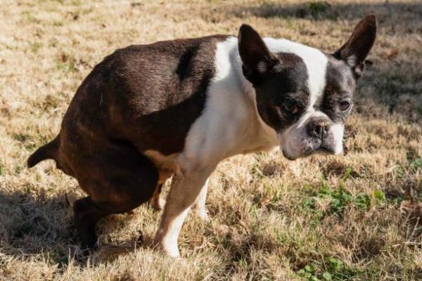 Síntomas y tratamiento del estreñimiento en perros pequeños: ¿Por qué los perros de razas pequeñas tienen más probabilidades de sufrir estreñimiento?
