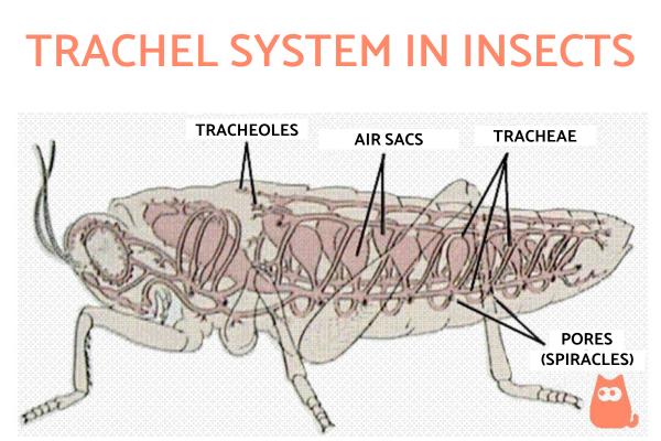 Sistema traqueal en insectos - Respiración traqueal - ¿Qué es la respiración traqueal en los insectos?