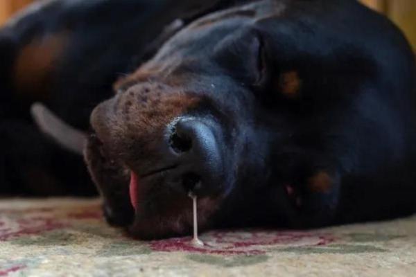 Stertor en perros - Causas y tratamiento - Rinitis
