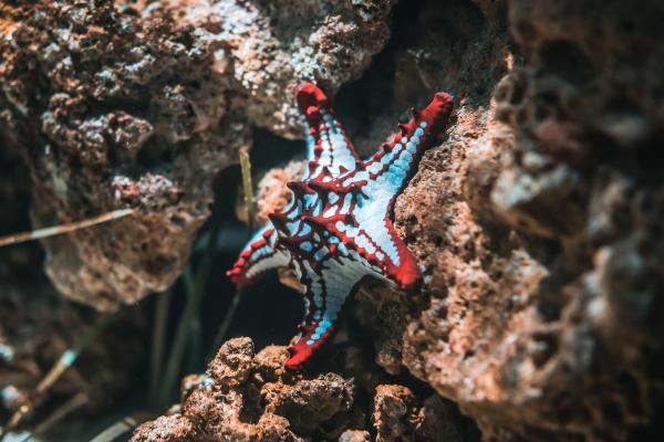 Tabla de clasificación de invertebrados con definiciones y ejemplos - Definición de animales invertebrados