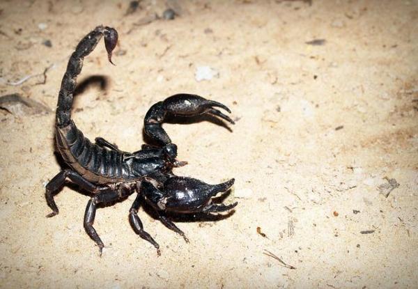 Tener un Escorpión Emperador como mascota - Características del escorpión emperador